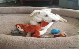 Mixed Breed dogs for adoption: Adorable Abbie is still Looking for Love 🐾 - Image 4