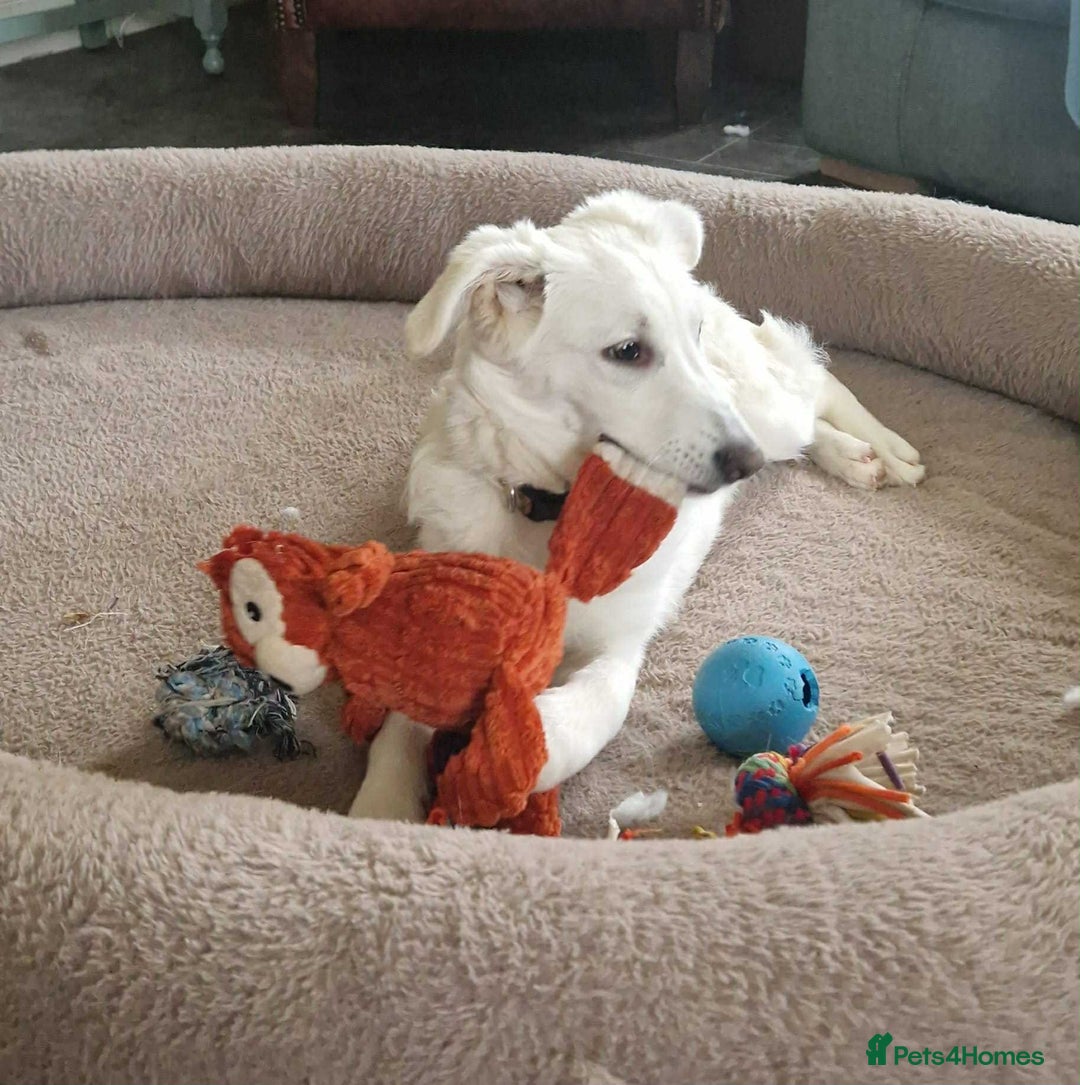 Mixed Breed dogs for adoption: Adorable Abbie is still Looking for Love 🐾 - Image 4