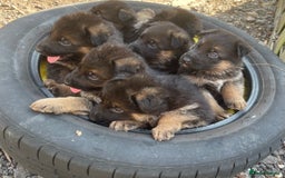 German Shepherd dogs for sale: German Shepherd pups KCRegistered/hip&elbow scored - Image 5
