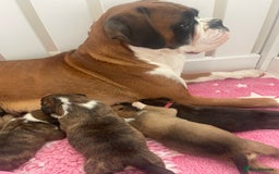 Boxer dogs for sale: Beautiful boxer puppies available  - Image 23