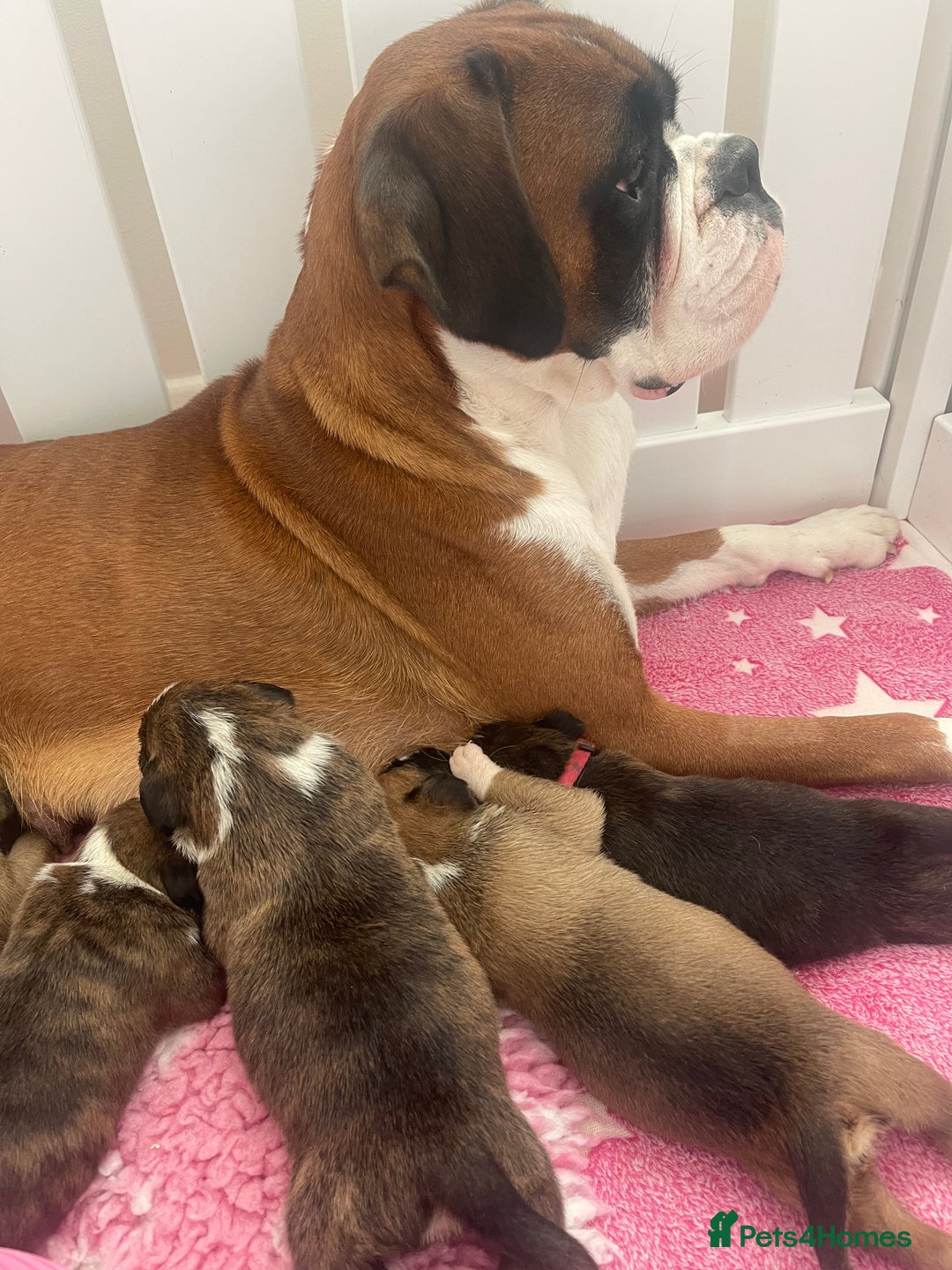 Boxer dogs for sale: Beautiful boxer puppies available  - Image 23