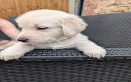 Mixed Breed dogs for sale: Golden Shepherd Puppies  - Image 38