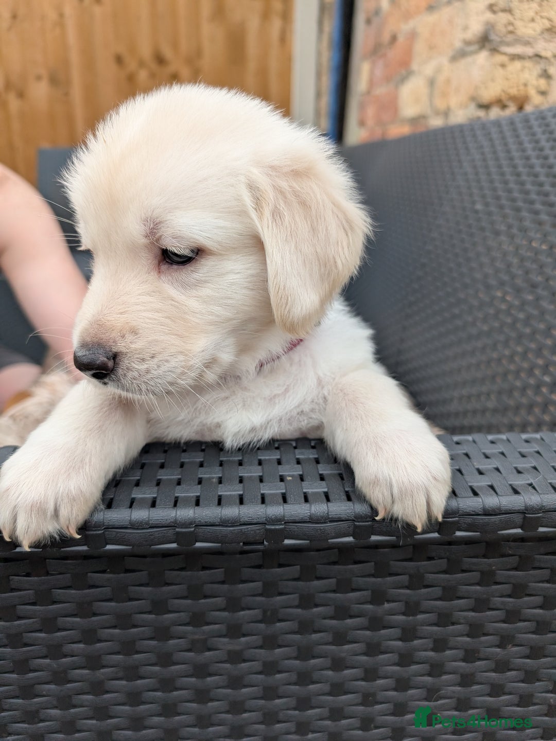 Mixed Breed dogs for sale: Golden Shepherd Puppies  - Image 38