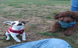 Jack Russell dogs for sale: Ruby  - Image 3