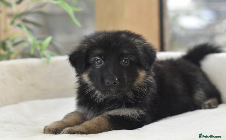 German Shepherd dogs - Advert 6