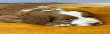Mixed Breed 1