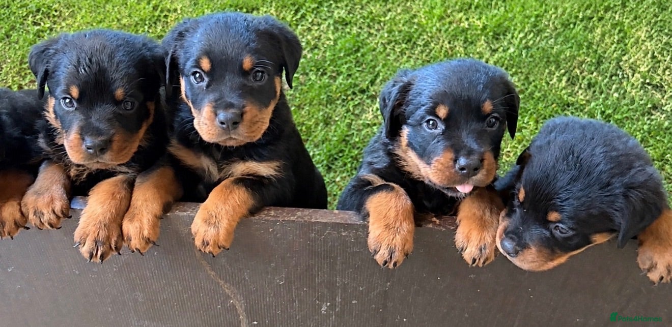 Rottweiler dogs Not tobe missed Beautiful strong healthy pups  - Advert 1