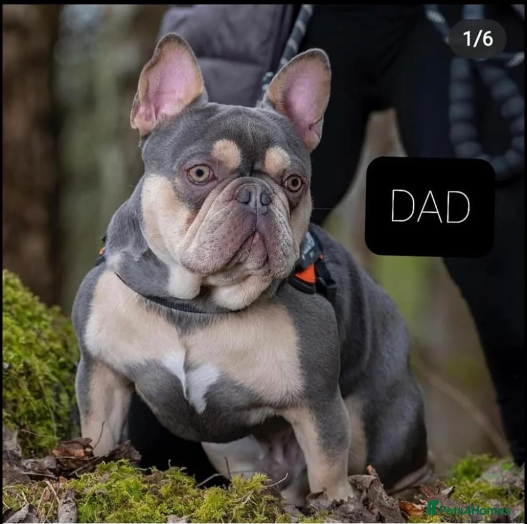 French Bulldog dogs for stud: LOKI “THE SON OF MISCHIEF” lilac Tan  in Coatbridge - Advert 12