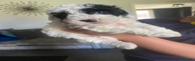 Cockapoo 3