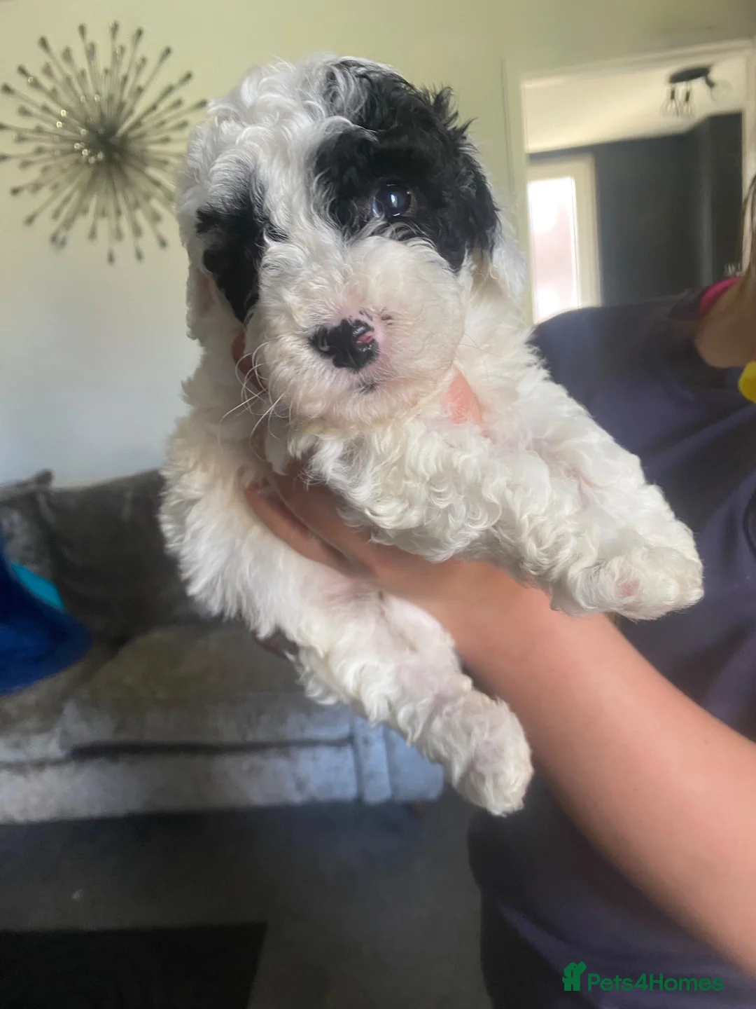 Cockapoo dogs for sale: Cockerpoo puppies - Advert 1