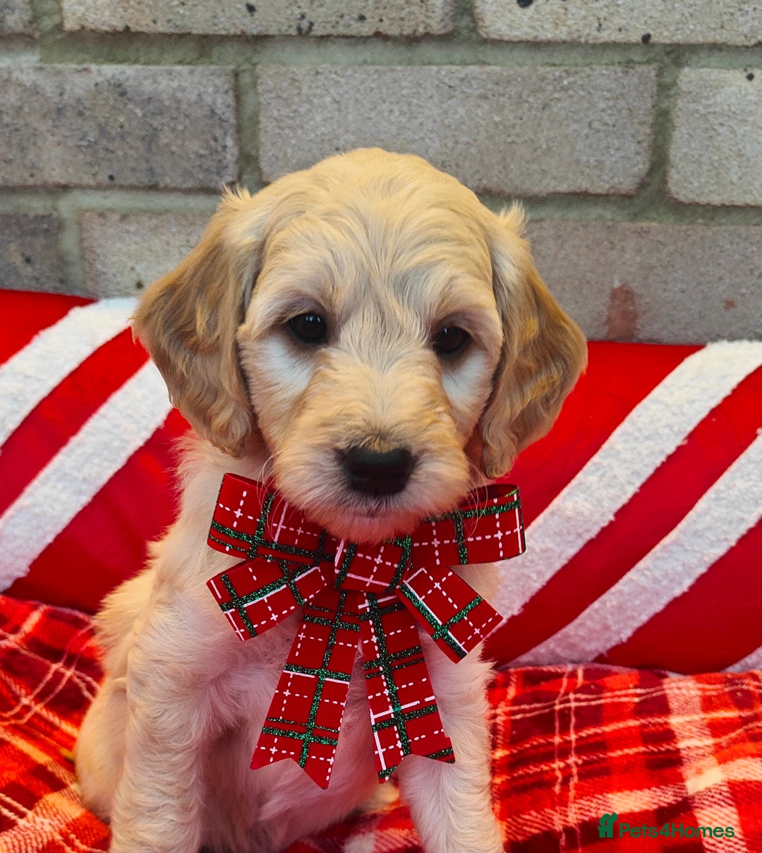 Mini Goldendoodle dogs for sale: *REDUCED* Adorable Red & Apricot Goldendoodles - Advert 4