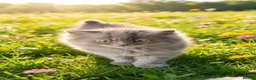 British Longhair cats for sale: Stunning blue British long hair kittens  - Advert 4