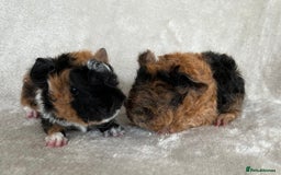 Guinea Pig rodents for sale: Purebred Lunkarya Guinea pigs - Image 2