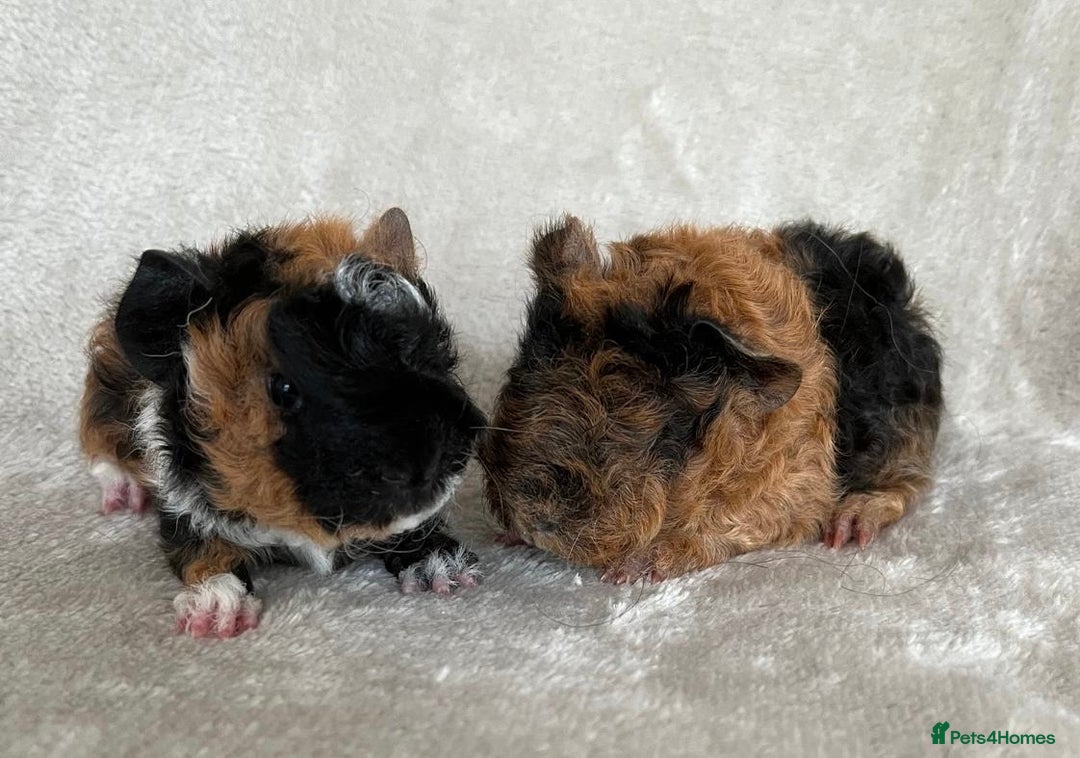 Guinea Pig rodents for sale: Purebred Lunkarya Guinea pigs - Image 2