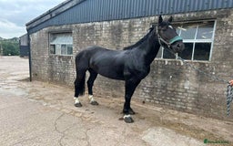 Irish Cob horses for sale: Ace by name and by nature - Image 1