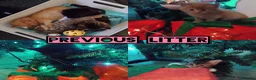 Maine Coon cats for sale: Maine coon cross tabby only 2 left  - Advert 3