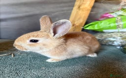 Mixed Breed rabbits for sale: Young male mixed breed bunny - Image 1