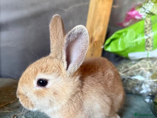 Mixed Breed rabbits - Advert 33