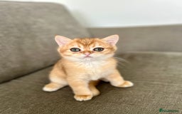 British Shorthair cats for sale: ‼️‼️BSH Chocolate Golden Shaded 1 BOY - Image 7