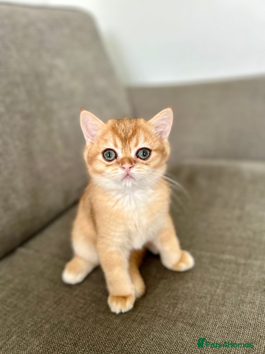 British Shorthair cats for sale: ‼️‼️BSH Chocolate Golden Shaded 1 BOY - Image 7