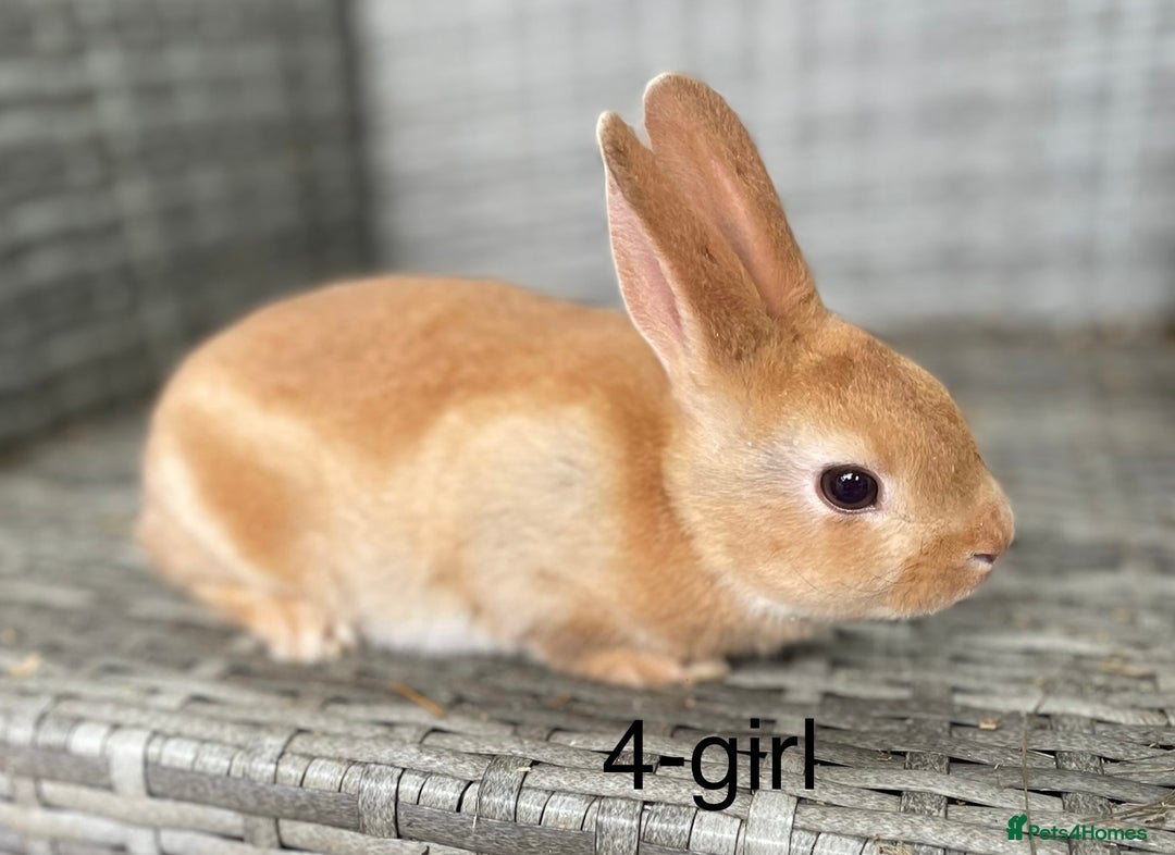 Rex rabbits for sale: 5 beautiful mini Rex  - Image 4