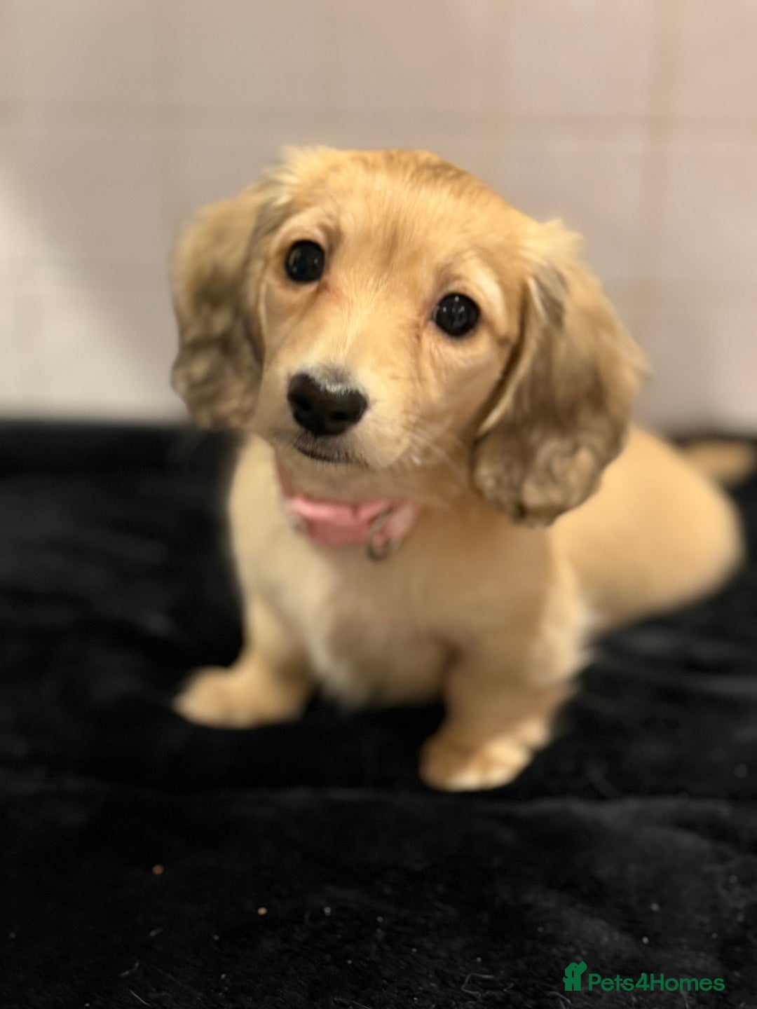 Dachshund dogs for sale: Mini long haired cream/shaded cream girls  - Advert 3