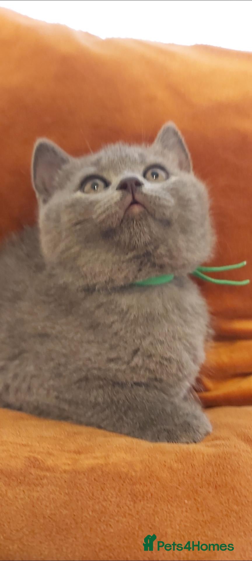 British Shorthair cats Beautiful British shorthair kittens 😸  - Advert 1
