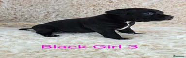 3.💜 Black Staffordshire Bull Terrier Girl 
