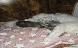 Maine Coon cats for sale: Maine Coon Kittens Black Shaded European Lines - Image 28