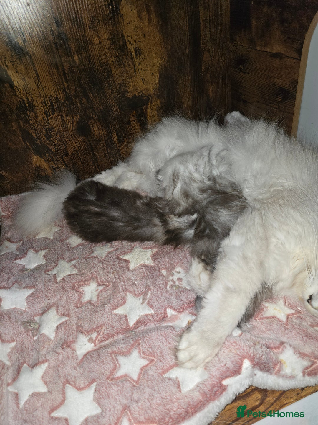 Maine Coon cats for sale: Maine Coon Kittens Black Shaded European Lines - Image 28
