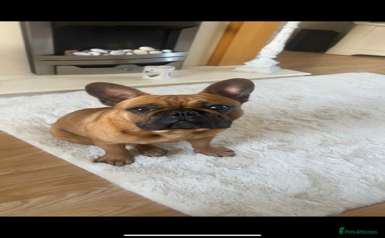 French Bulldog dogs - Advert 13