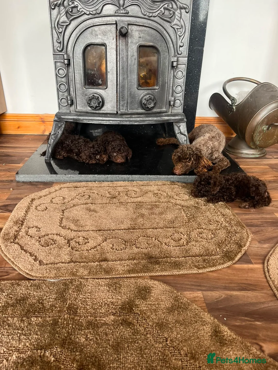 Toy Poodle dogs for sale: Toy poodle  in Wakefield - Advert 1