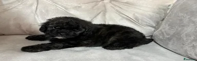 Shihpoo 2