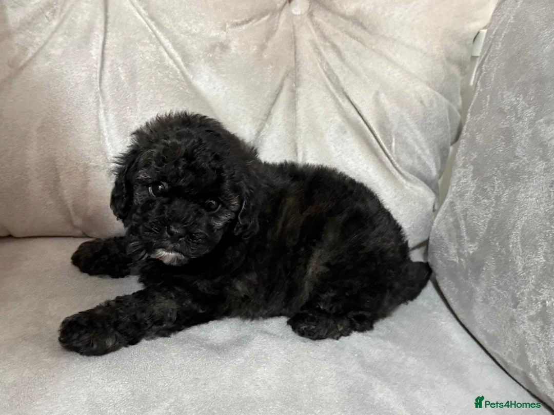 Shihpoo dogs for sale: Adorable ShihPoo Puppies Ready to Steal Your Heart in Northampton - Advert 2