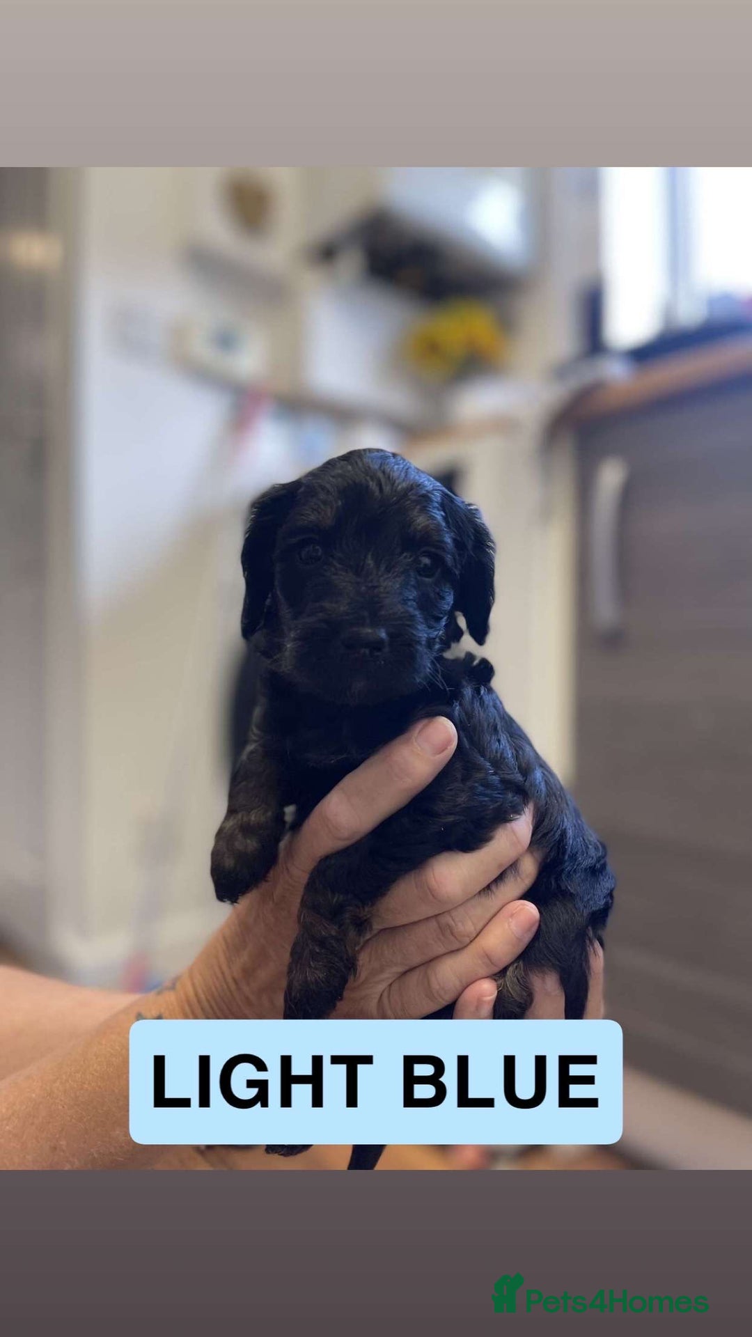 Cockapoo dogs for sale: Beautiful F1B Cockerpoos🐶 - Image 9