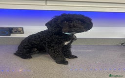 Toy Poodle dogs for stud: Stunning Stud Available  - Image 5