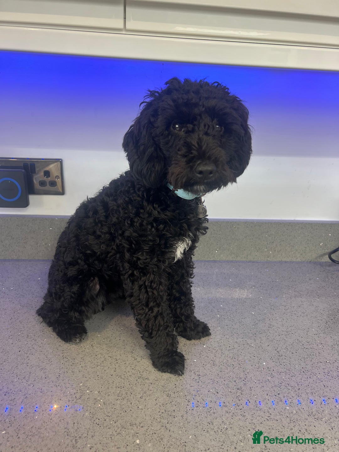 Toy Poodle dogs for stud: Stunning Stud Available  - Image 5