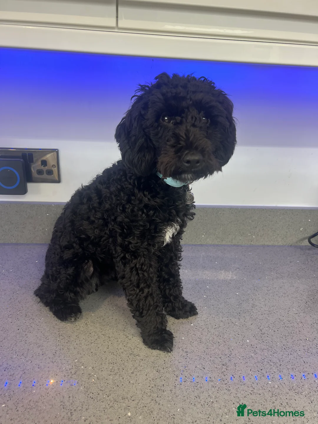 Toy Poodle dogs for stud: Stunning proven Stud Available  - Advert 5