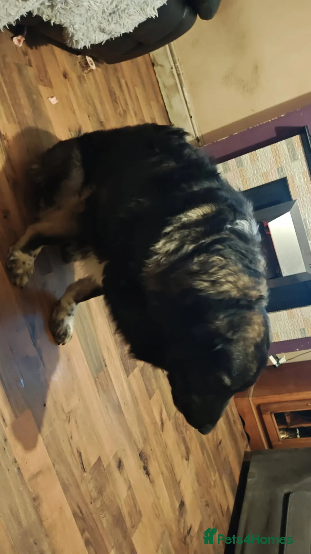 Mixed Breed dogs for sale: Belgium malinoi cross Caucasian sheperd  - Advert 3