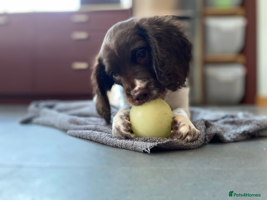 English Springer Spaniel dogs for sale: KC Registered English Springer Spaniel Female Pups - Advert 1
