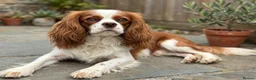 Cavalier King Charles Spaniel dogs for stud: BLENHEIM*CHOCOLATE CARRIER🍊🍫 - Advert 4