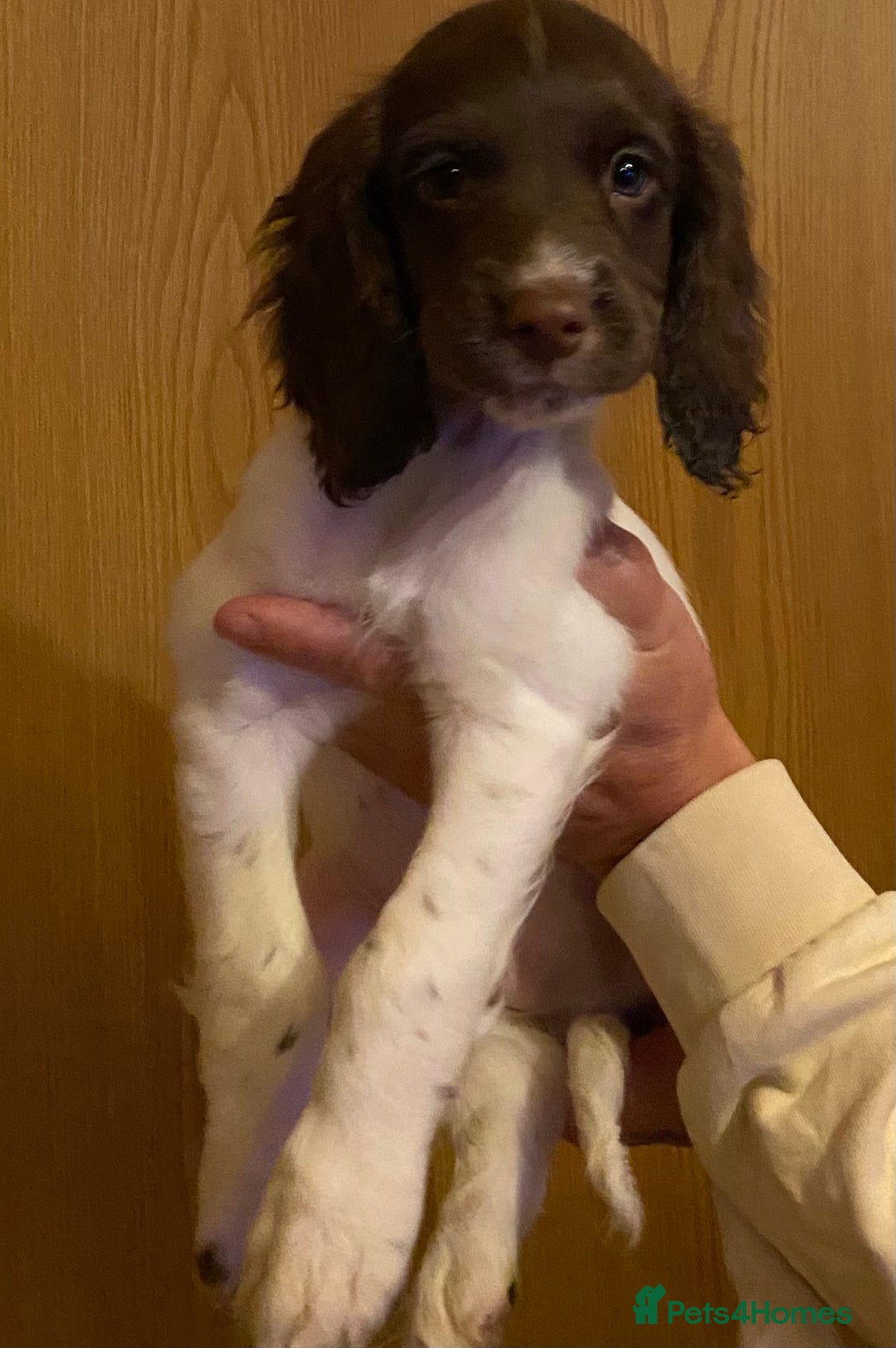 Sprocker dogs for sale: 3 Sprockers left - Advert 4