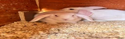 Mini Lop rabbits for sale: 3 white beauty’s for sale NEED TO GO  - Advert 5
