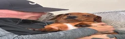 Dachshund dogs for sale: Dachshund for sale - Advert 3