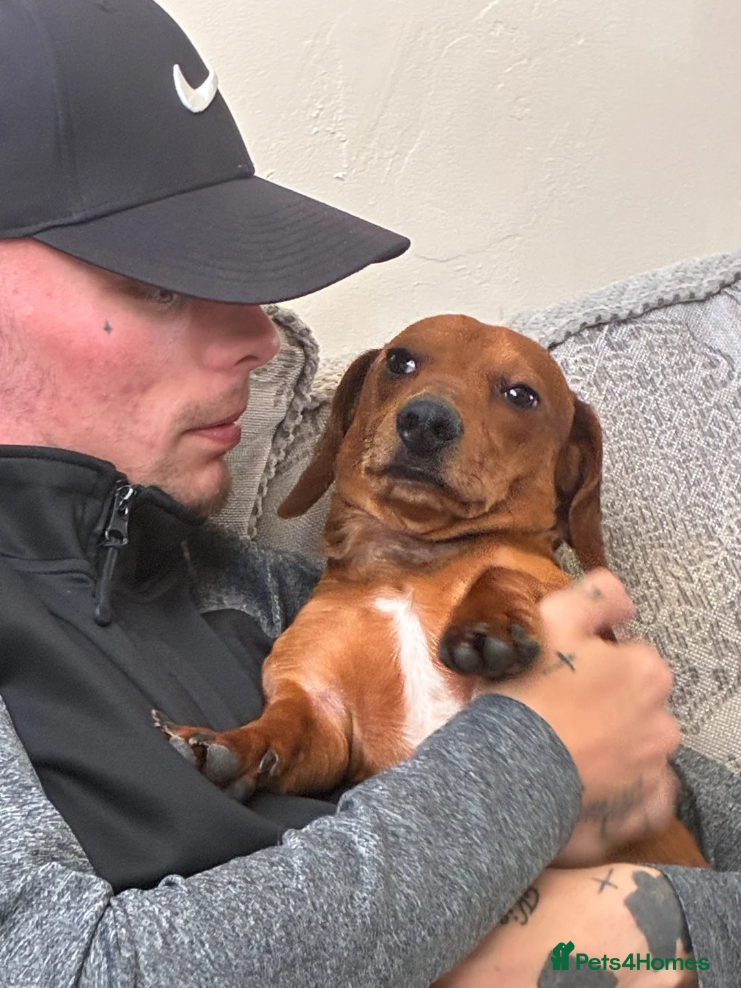 Dachshund dogs for sale: Dachshund for sale - Advert 3