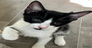 Mixed Breed cats - Advert 16