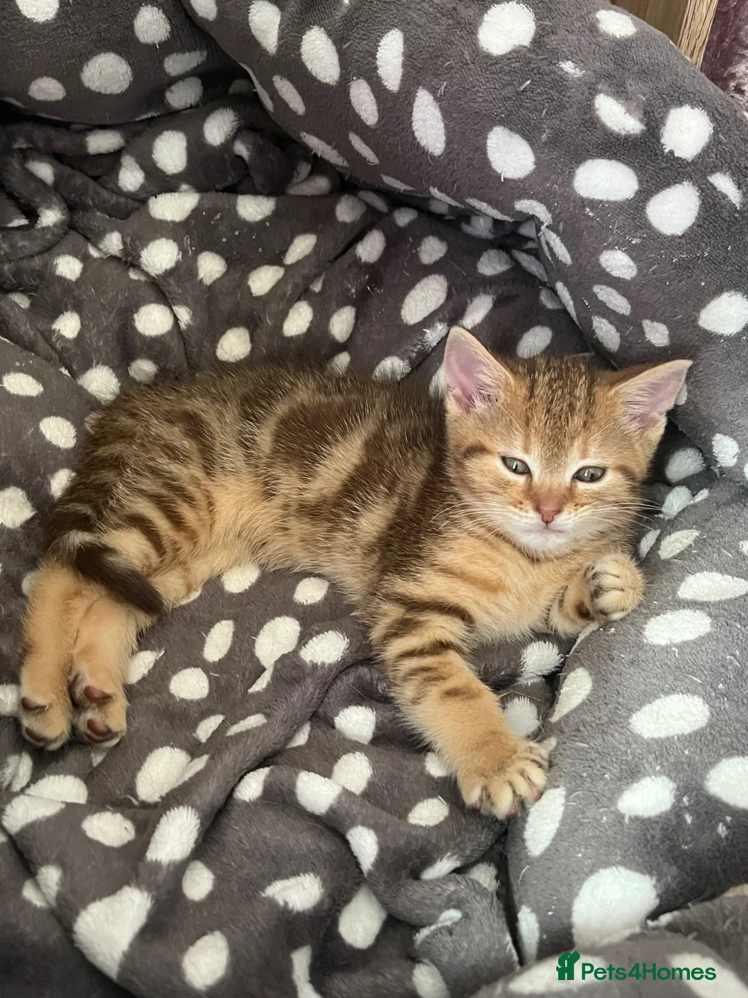 Domestic Shorthair cats for sale: Lovely tabby x kittens - Advert 9