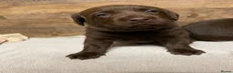 Labrador Retriever dogs for sale: KC Registered Chocolate Labrador Puppies - Advert 2