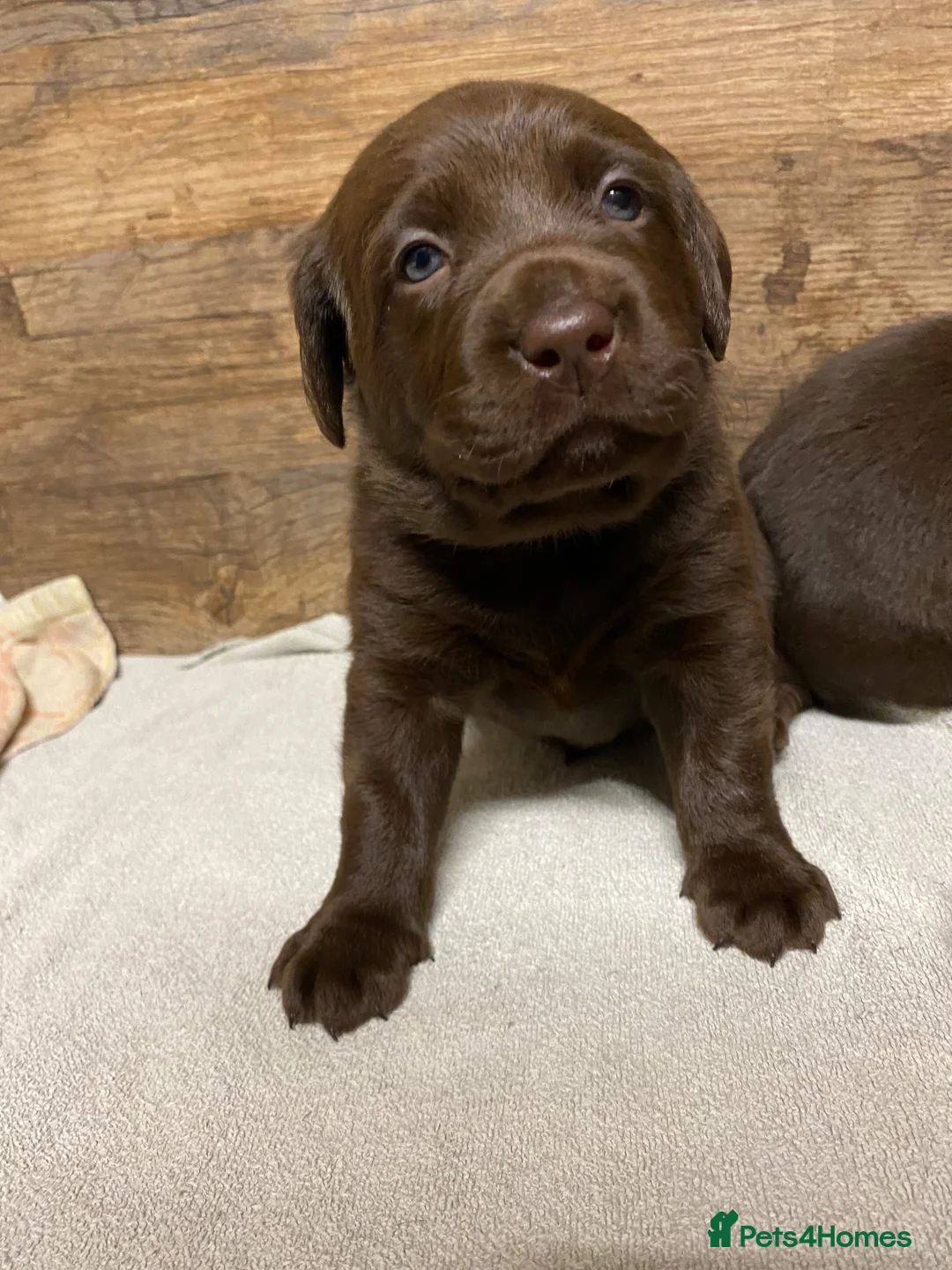 Labrador Retriever dogs for sale: KC Registered Chocolate Labrador Puppies - Advert 2