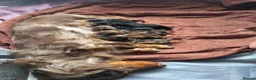 Dachshund dogs for sale: Kc long hair dachshund puppies  - Advert 1